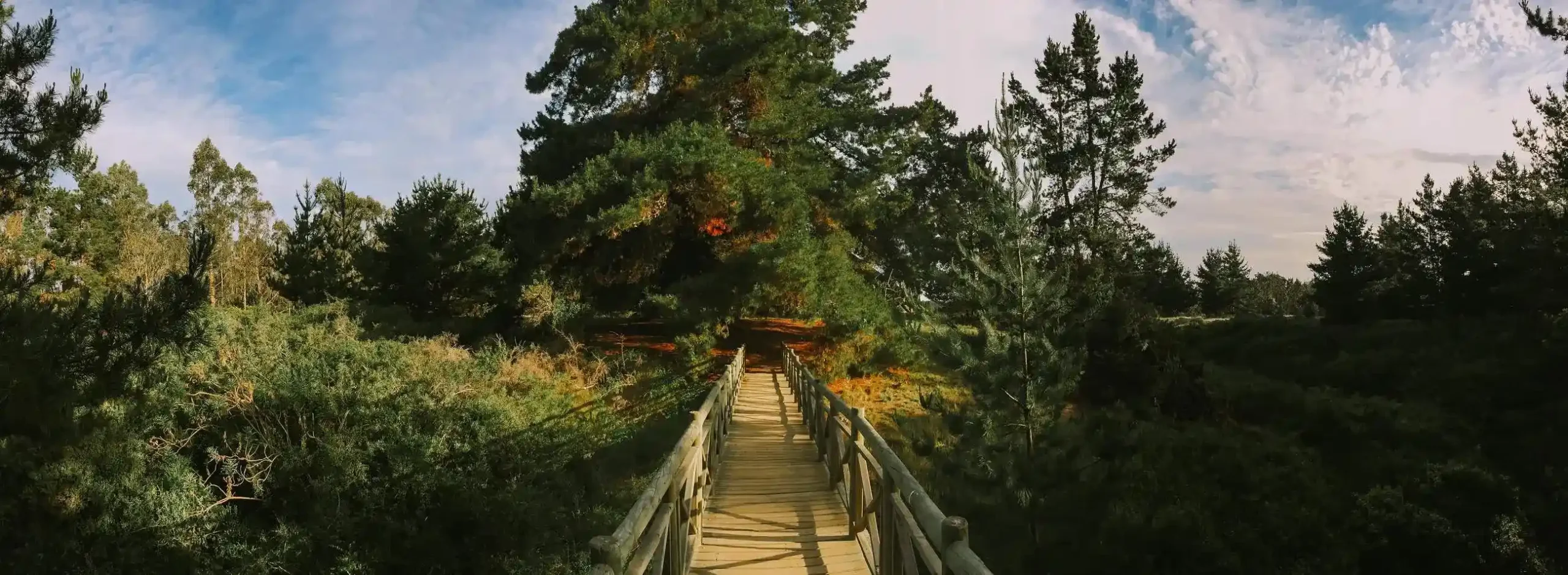 Pasarela de madera entre pinos en Isla Negra
